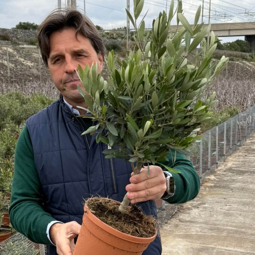 Olive tree mini standard - standard, plant