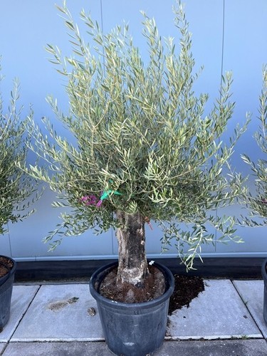 Olive tree standard lollipop - olive,