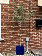 Olive Tree Olea Europa Large