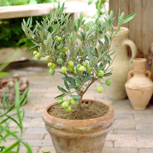 Olive half std - olive, 90/100cm