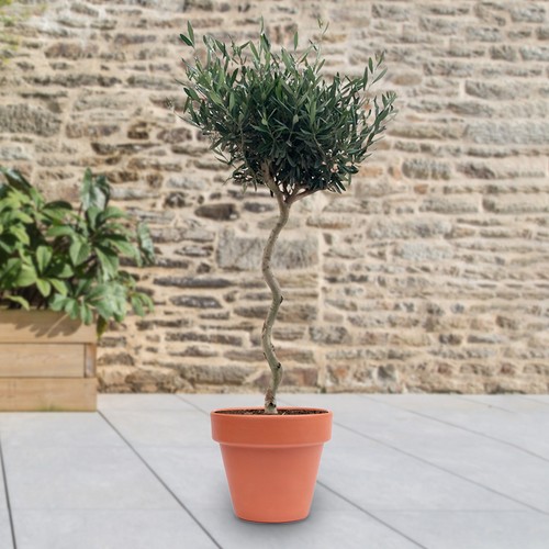 Standard spiral olive plant - standard,