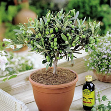 1 x Mini Olive Tree Olea