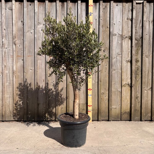 Thick stem olive - stem,