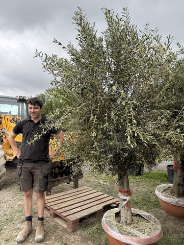 Olive tree and 10 feet - tree, xl