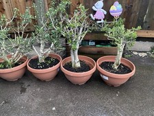 Olive Tree In Pot 