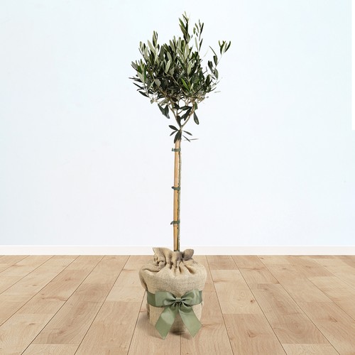 Olive tree std 90cm tall - olive,