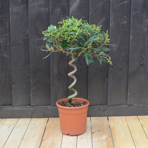 Olive tree twisted 70cm - olive,