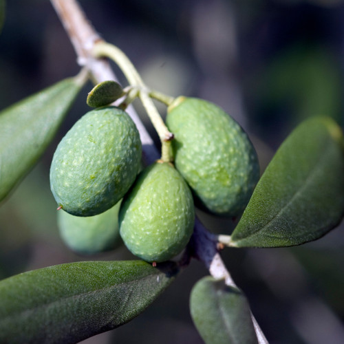Large standard olive tree - large,