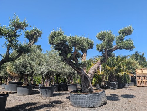 Specimen gnarled olive - 1,