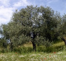 Olea europea cv MONOPOLI