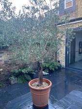 Live Olive Tree in Planter -