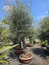 1 x 9-10ft Olive Tree In Bowl