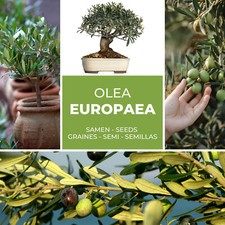 Olive Tree - Olive - Oil Tree