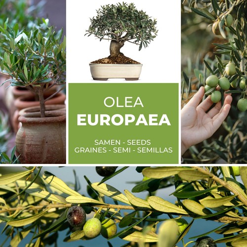 Olive tree oil - tree,