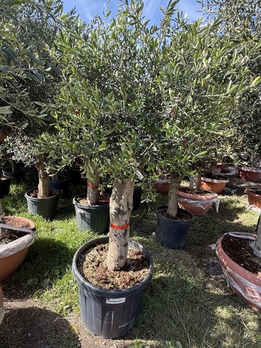Olea europaea olive - olive, 6ft