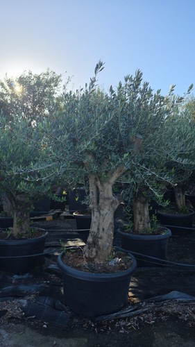 European olive tree huge trunk - olive,