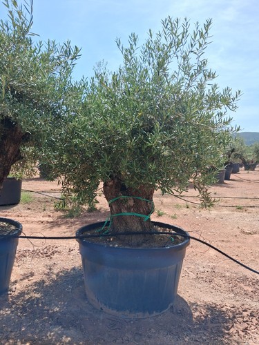 European olive very - olive,