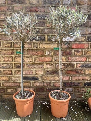 Olive tree from italy - from,