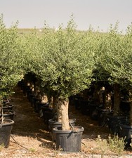 45L Mature Olive Tree (Olea