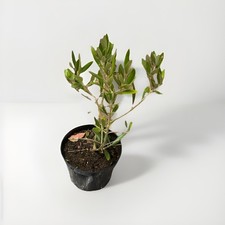 Olive Tree UK Northampton