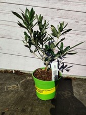 Mini Olive Tree Olea Europaea