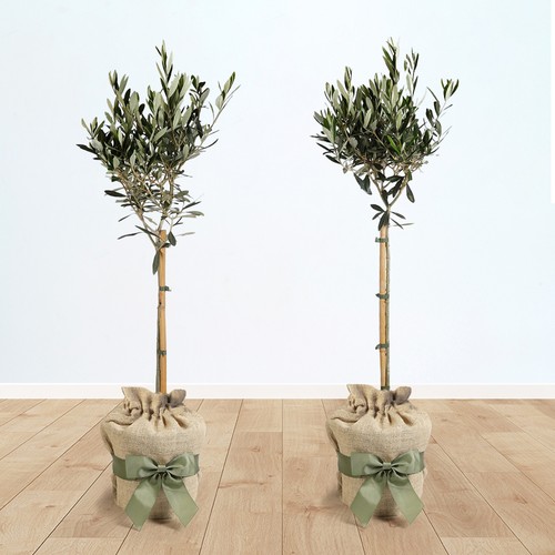 Pair olive tree standards - pair, of