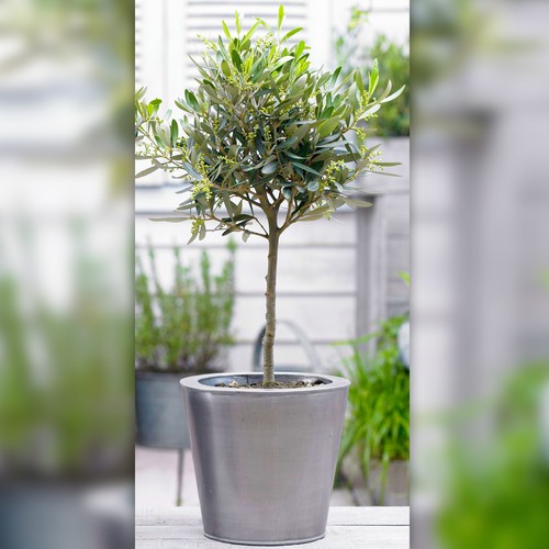 Olive olea europa - olive, |