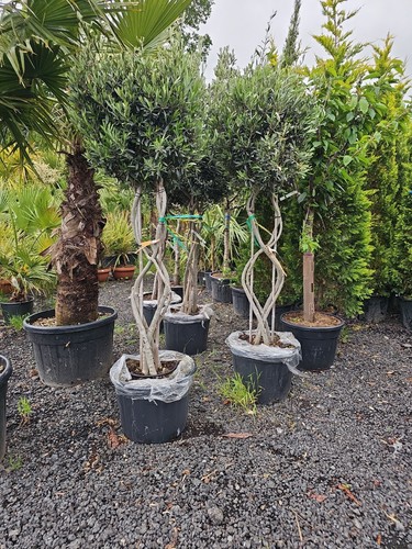 5ft olive tree - x, 7-7.5ft