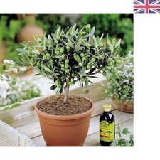 Olivia Europeana Olive Tree -