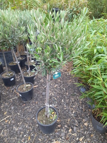 Olive tree 120cm 10l - tree,