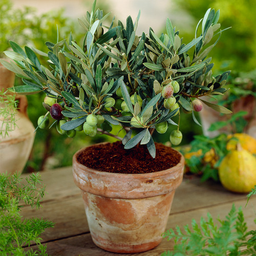 Olea europaea olive tree - europaea,