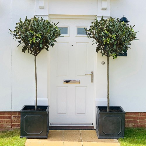 Olive tree standard hardy - olive,