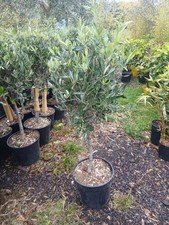 Olive Tree Extra Large Head