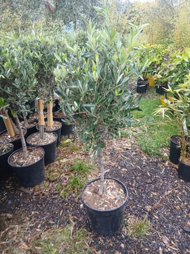 Olive tree extra - extra, head