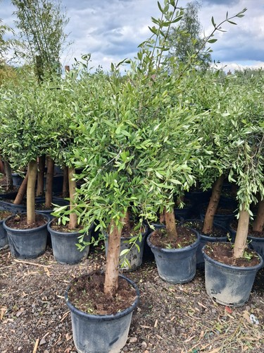 Olive tree standard - standard, lollipop