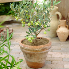 Olea Europaea Olive Tree -