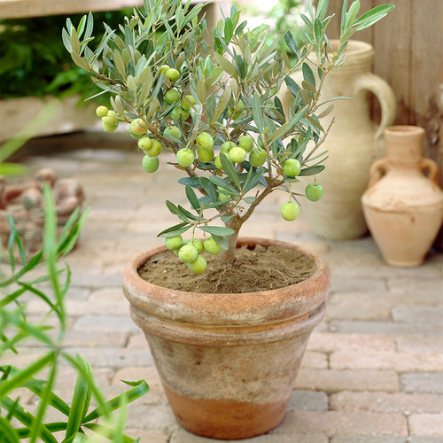 Olea europaea olive - olea,