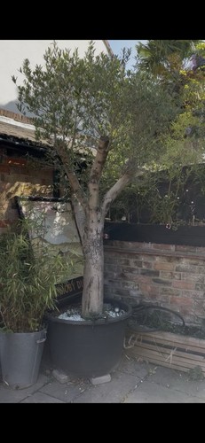 Olive tree 6ft - olea, eurpaea