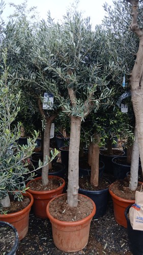 European olive tree 200cm - olive,