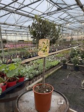 Olive Tree - Approx 80cm –