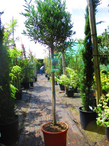 6ft inc pot - hardy, olive