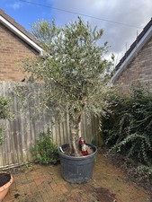 9ft Tall Chunky Olive Tree [A]