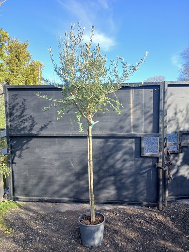 European olive tree standard - european,