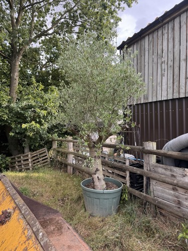 Large olive tree 150l - pot, 9ft