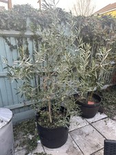 Olive Tree 120cm Plus