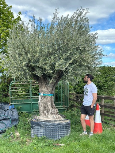 100 year old gnarled ancient - 100+,