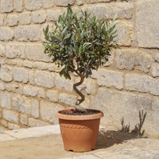 Patio Spiral stem Olive plant
