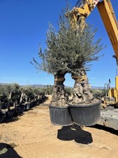 8-9 Ft Height Olive Tree