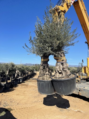 Height olive tree - height,