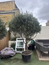 Mature Olive Tree - 6ft Large